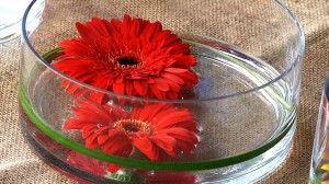 Gerbera 1